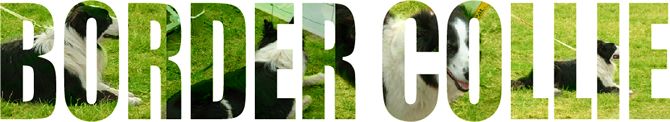 BORDER COLLIE